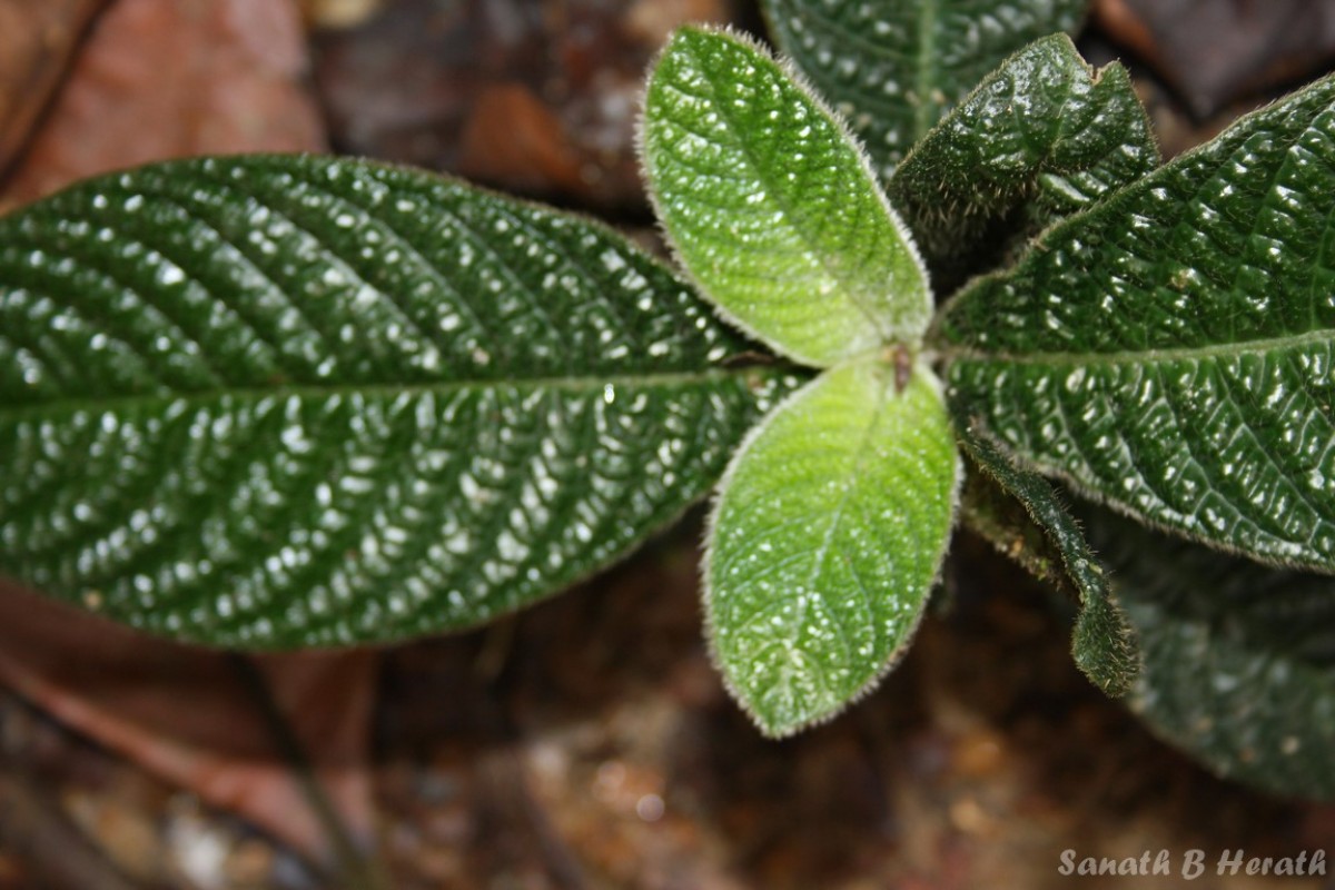 Acranthera ceylanica Arn. ex Meisn.